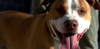 A pesar de que lo trataba con desprecio, un perro le salvó la vida a una mujer