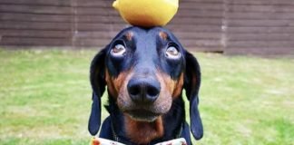El perro equilibrista que es furor en las redes: “Podés poner cualquier cosa sobre su cabeza”