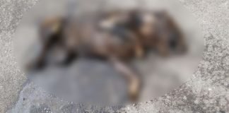 Ató a un perro a su auto y lo arrastró por varias cuadras