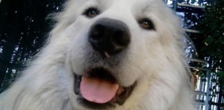 Perro de raza enorme se olvida de sus dimensiones y ¡se sienta sobre su dueña!