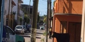 Tensión en Quilmes: un toro robado puso en peligro al barrio