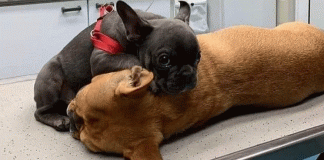 Viral| La emocionante imagen de un cachorrito cuidando a su mamá que fue operada