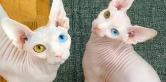 Viral: los gatos con ojos como los de David Bowie son furor en las redes