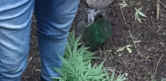 Secuestraron plantines de marihuana a la vera del río El Tala