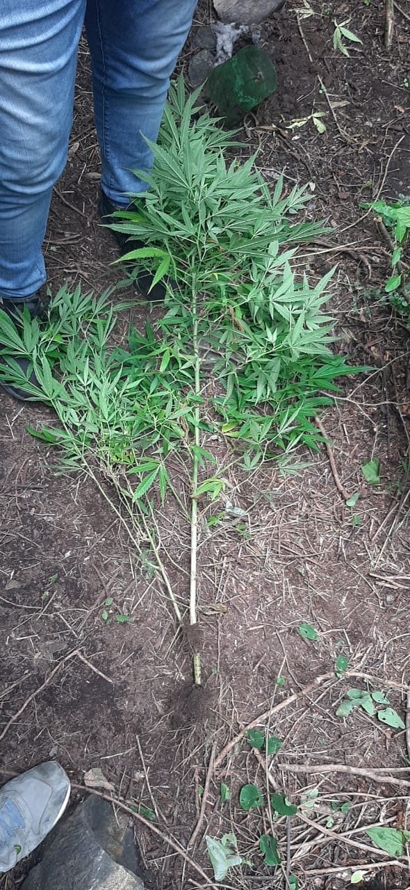 Marihuana rio del tala