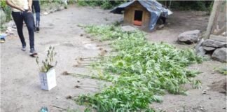 Descubren una plantación de marihuana detrás de una casa camino a El Rodeo