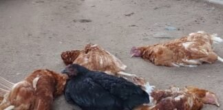 Vándalos ingresaron al Hogar Escuela, mataron animales y rompieron jaulas