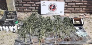 Arrestan a tres personas y secuestran marihuana