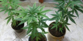 Secuestran diez plantines de marihuana en Santa María