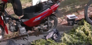 Llevaban plantines de marihuana debajo del asiento
