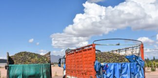 TINOGASTA CULMINA LA VENDIMIA CON UNA PRODUCCIÓN RÉCORD