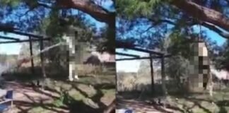 Un grupo de imbéciles torturaron un indefenso animal en Belén Maltrato animal, Lucia Martel, Belen Catamarca
