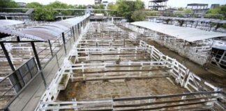 Carne: la Mesa de Enlace decidió extender el paro