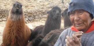 Lorenza Mamaní: la última diaguita, se descompensó y es trasladada de su hogar a 4.000 metros de altura en Fiambalá Doña Lorenza, ultima diaguita