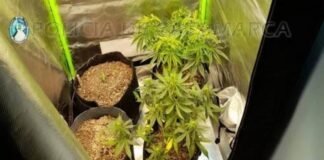 Allanaron por una estafa y secuestraron marihuana