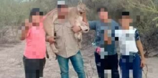 Andalgalá: Denunciaron a un inadaptado por asesinar un indefenso puma