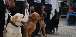 Binomios de la División Canes colaborarán en la búsqueda de Guadalupe Lucero