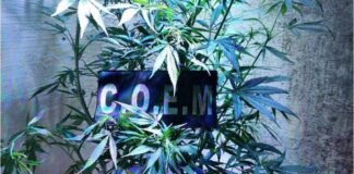 Buscaban una moto y hallan marihuana