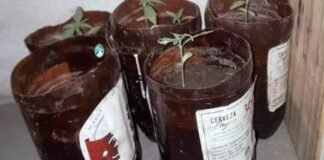 Apuñaló a un hombre, lo aprehendieron y le secuestraron 27 plantines de marihuana