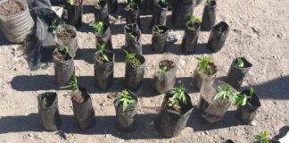 Secuestran 65 plantas de marihuana