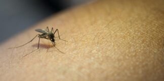 Adiós a los mosquitos: estas pegatinas convierten tu hogar en una zona libre de estos molestos insectos