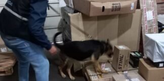 Detuvieron a tucumana que enviaba drogas por encomienda a Tinogasta