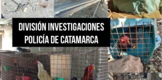 Otra riña de gallos desarticulada, ahora fue en Banda de Varela