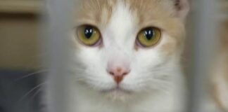 Un refugio de animales publica las imágenes de perros y gatos en Tinder para encontrar adoptantes