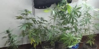 Secuestraron 116 plantas de marihuana y más de sesenta gramos de semillas de cannabis en operativos