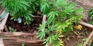 Encontraron una plantación de marihuana al lado de la Ruta 4