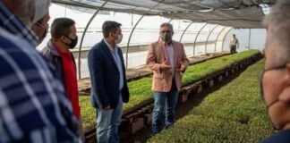258 mil plantines de tomates para productores