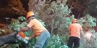 La tormenta dejó árboles y postes caídos, techos volados y personas lesionadas