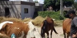 Secuestran animales sueltos en la zona sur de la ciudad