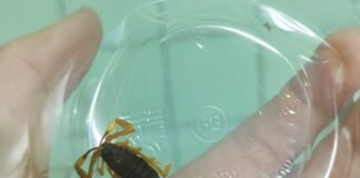 Animales ponzoñosos: cómo evitarlos y qué hacer ante una picadura