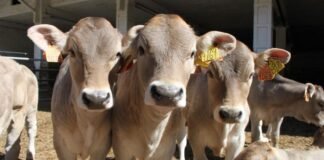 La polémica idea de un ganadero turco: poner gafas de realidad virtual a las vacas para que crean que pastan al aire libre