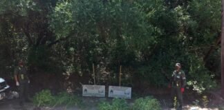 Realizaron un allanamiento y secuestraron plantas de marihuana