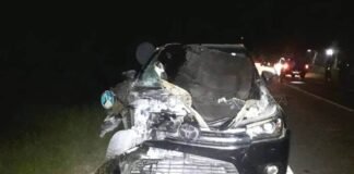 Tres accidentes con animales sueltos en rutas del Interior