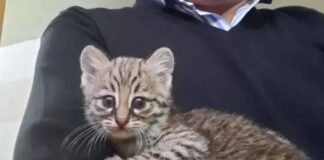 Encuentran gato montés bebé en Banda de Varela gato montes rescatado