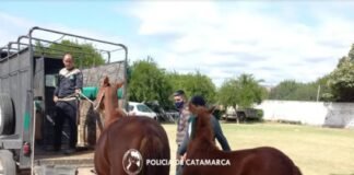 Secuestran animales sueltos en el interior provincial