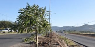 Capital avanza con el plan de Forestación
