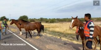 Captura de animales sueltos en Valle Viejo y Capayán