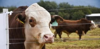 El ministro Julián Domínguez anunció aporte de más de 400 millones de pesos para el desarrollo del Plan Ganadero