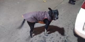 Denunciarán a policías por el ataque de un perro callejero a una mujer