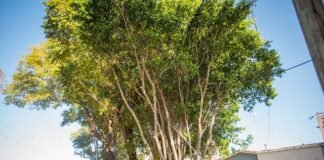 Cronograma de poda de árboles en la Capital