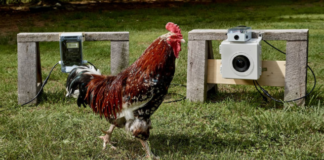 Los NFT que revolucionan el corral: ahora puedes comprar selfies de gallinas