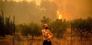 Piden urgente ayuda al gobierno por los animales que sufrieron el incendio en el cerro ancasti
