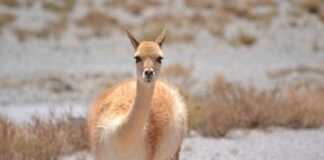 Trabajos de protección en camélidos silvestres de nuestra Provincia