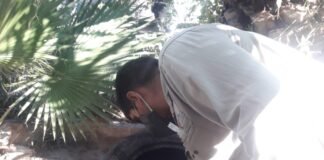 Dengue: cronograma semanal