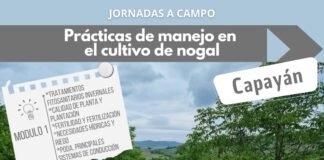 Jornada a campo: prácticas de manejo en el cultivo de nogal en Capayan