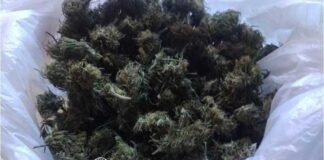 En Tinogasta, secuestran semillas de cannabis sativa